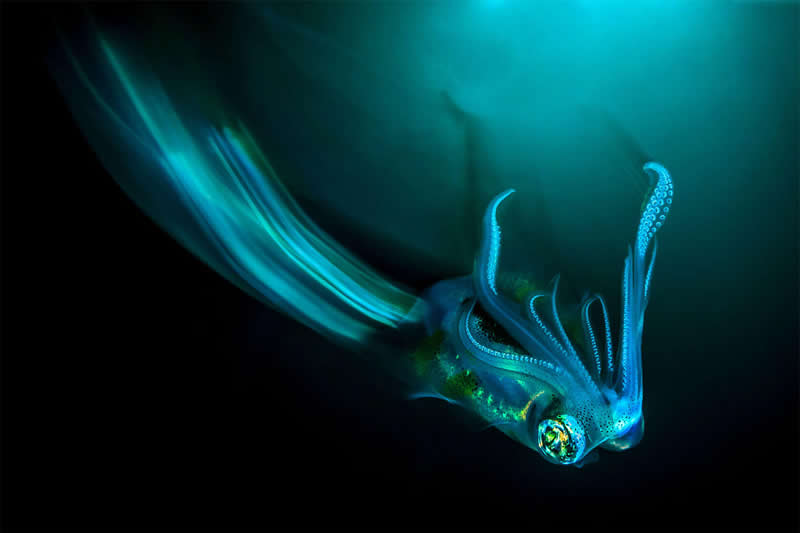 Mesmerizing Ocean Moments by Tobias Friedrich