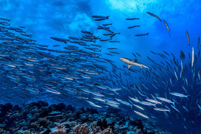 Mesmerizing Ocean Moments by Tobias Friedrich