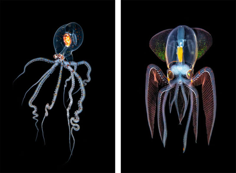 Mesmerizing Ocean Moments by Tobias Friedrich