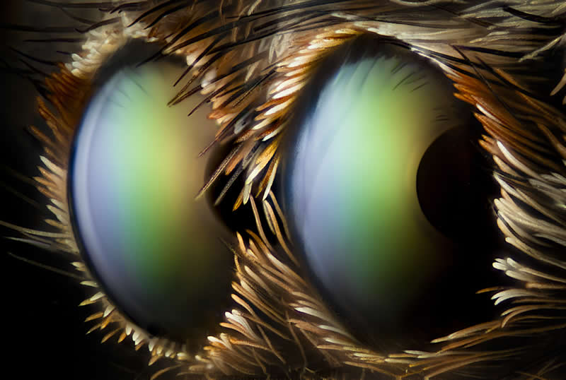 "Two anterior median eyes of a jumping spider" by Walter Ferrari, Argentina - Award-Winning Microscope Photos of 2026