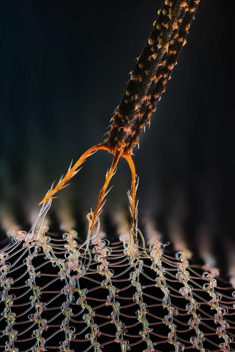 "Bidens pilosa attached to a pair of stockings" by Hange Du, China - Award-Winning Microscope Photos of 2026