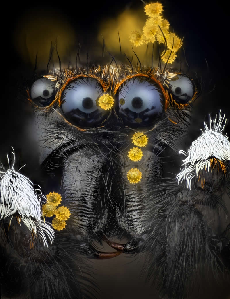 "Pollen grains on a jumping spider" by Javier Rupérez, Spain - Award-Winning Microscope Photos of 2026
