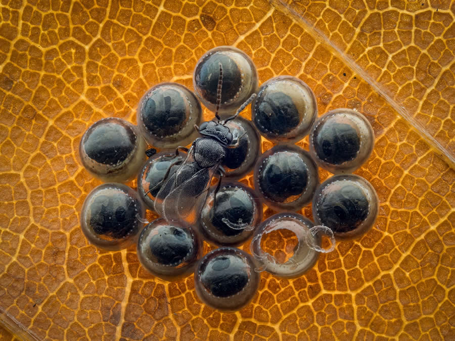 Finalist: "Parasite" by Jacek Hensoldt, Germany - Close-up Photographer of the Year Death and Decay Photo Challenge