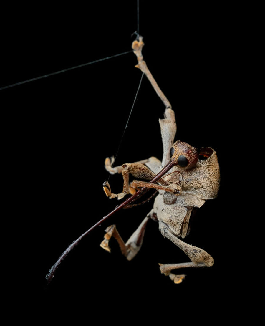 Finalist: "Marionette Serenade" by Ken Bluma, USA - Close-up Photographer of the Year Death and Decay Photo Challenge