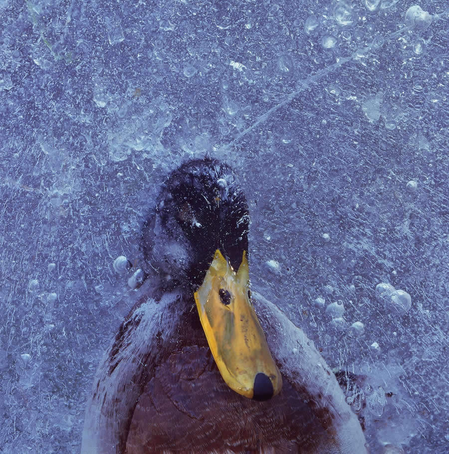 Finalist: "Mallard in Ice" by Pål Hermansen, Norway - Close-up Photographer of the Year Death and Decay Photo Challenge
