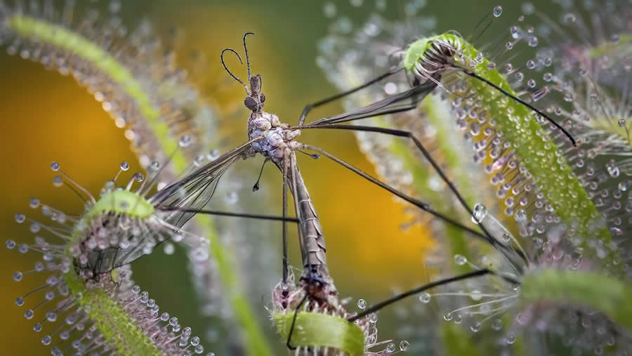 Shortlist: "Cranefly Entangled in a Sundew" by Ed Phillips, UK - Close-up Photographer of the Year Death and Decay Photo Challenge