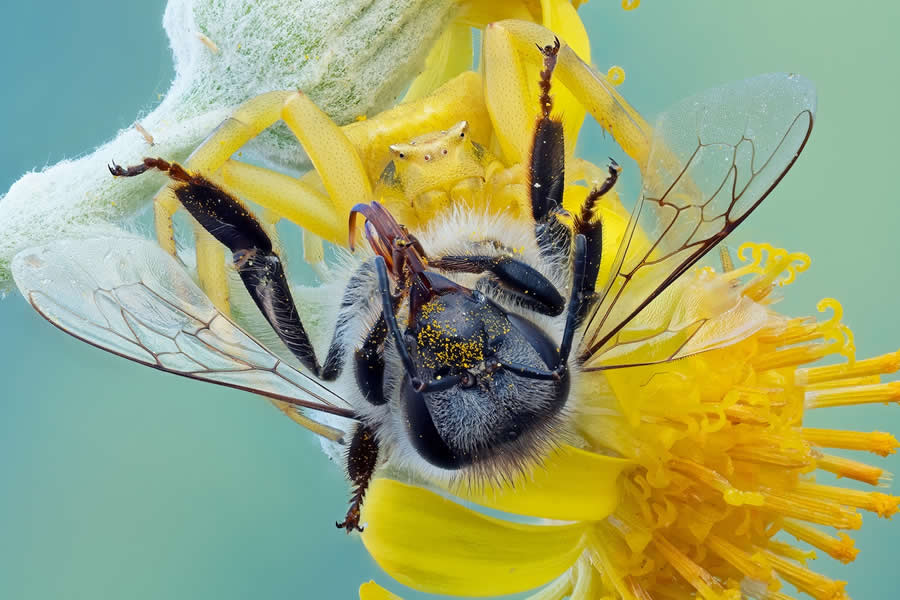 Finalist: "Bee Meal" by Pete Burford, UK - Close-up Photographer of the Year Death and Decay Photo Challenge