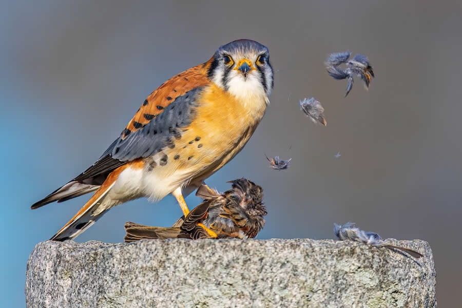 Finalist: "Feathers in the Wind" by Jason Gilbody, USA - Close-up Photographer of the Year Death and Decay Photo Challenge