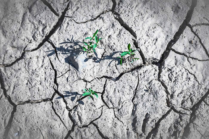 Food In The Field: Harvesting Hope By Regina Merl - 2026 Food Photography Awards