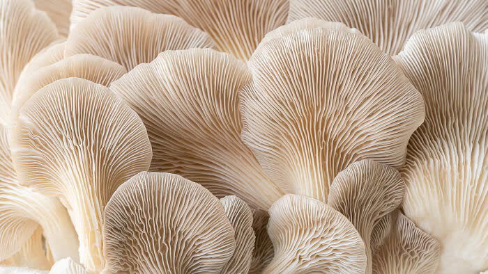 M&s Food Rising Star: Summer Chocolate Oyster Mushrooms Fans By Kate Ireland - 2026 Food Photography Awards