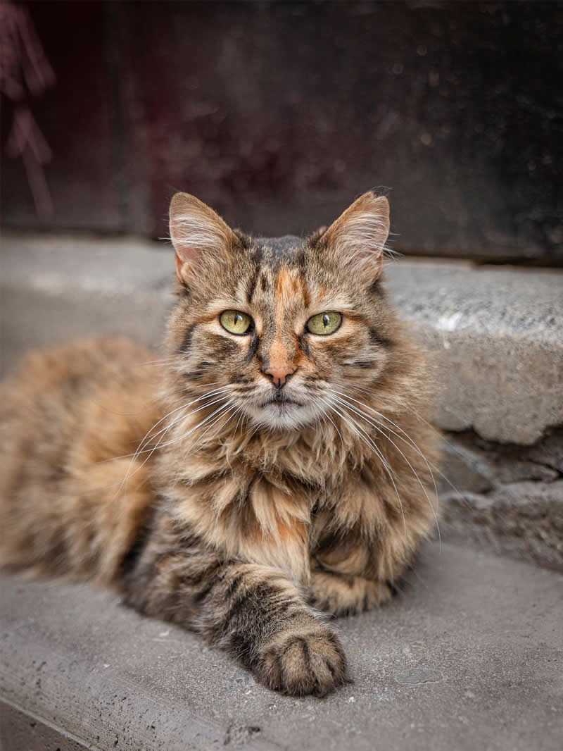 A long-haired tabby cat with green eyes rests on a concrete step, looking directly at the camera, with textured urban surroundings adding depth and character to the portrait.