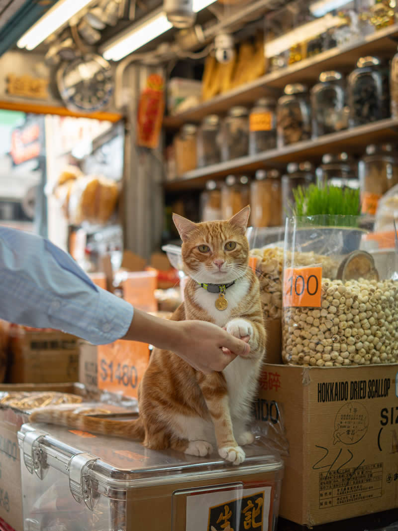 An orange tabby cat stands on a shop counter while a person gently holds its paw, surrounded by jars and packaged goods in a busy market setting, capturing a playful human-animal interaction.