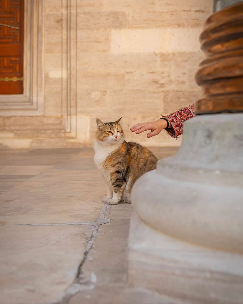 A brown and white street cat stands on a stone pavement near a historic building while a person’s hand reaches out gently toward it, capturing a quiet moment of human-animal connection.