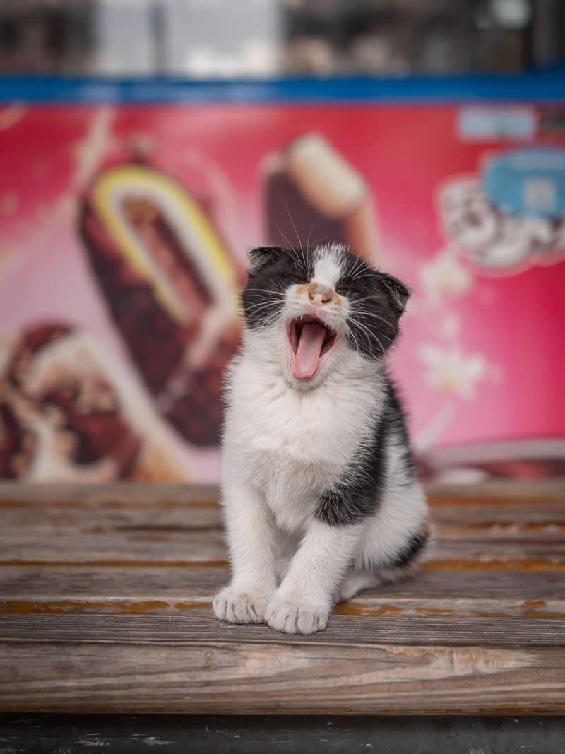 A black and white kitten sits on a wooden surface with its mouth wide open mid-yawn, set against a colorful blurred background featuring ice cream advertisements.