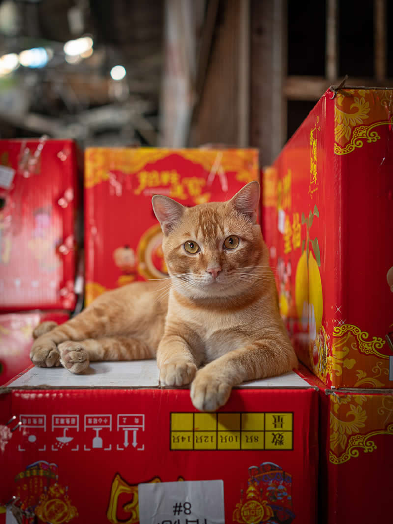 An orange tabby cat lounges on top of stacked red boxes decorated with Chinese designs inside a shop, calmly resting while surrounded by vibrant packaging.