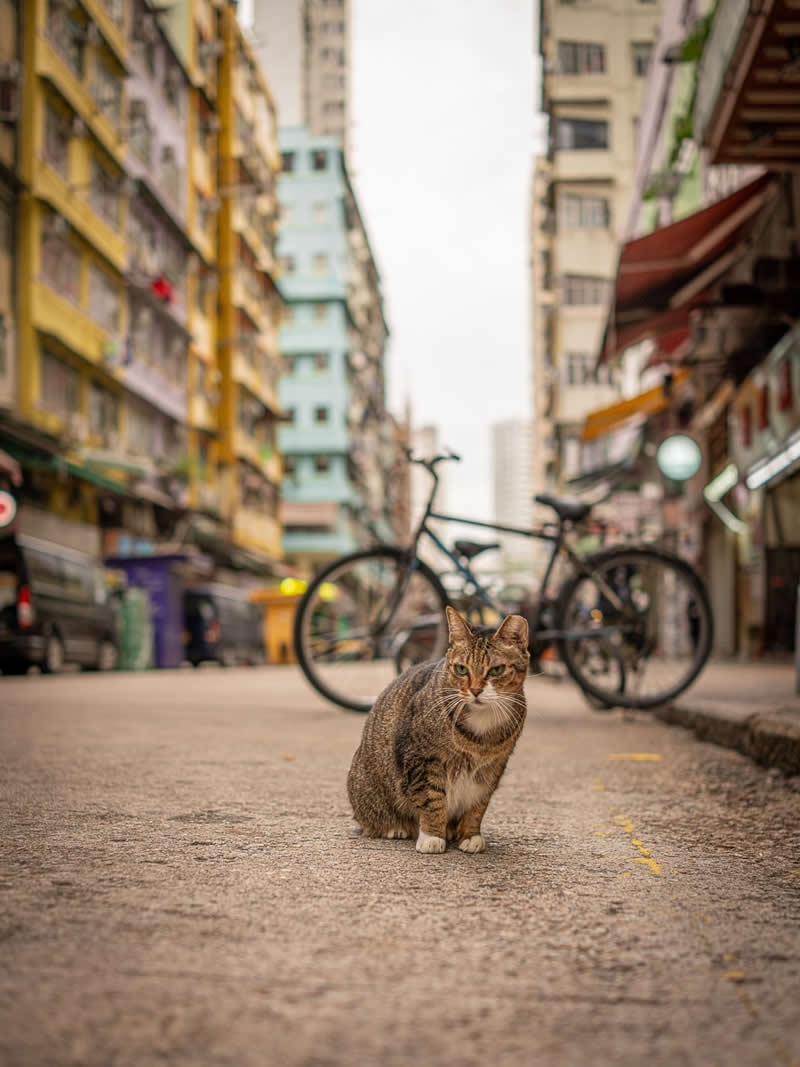 A tabby street cat sits in the middle of a quiet urban street with tall buildings and a bicycle blurred in the background, capturing a calm moment in a busy city environment.