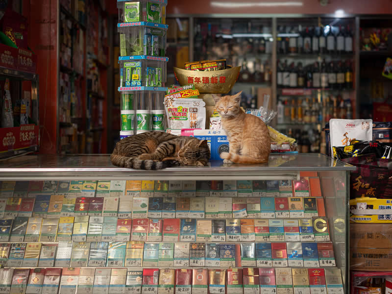Two cats rest on a shop counter—one curled up asleep and the other sitting upright—above a glass display filled with cigarette packs, inside a small, brightly stocked convenience store.