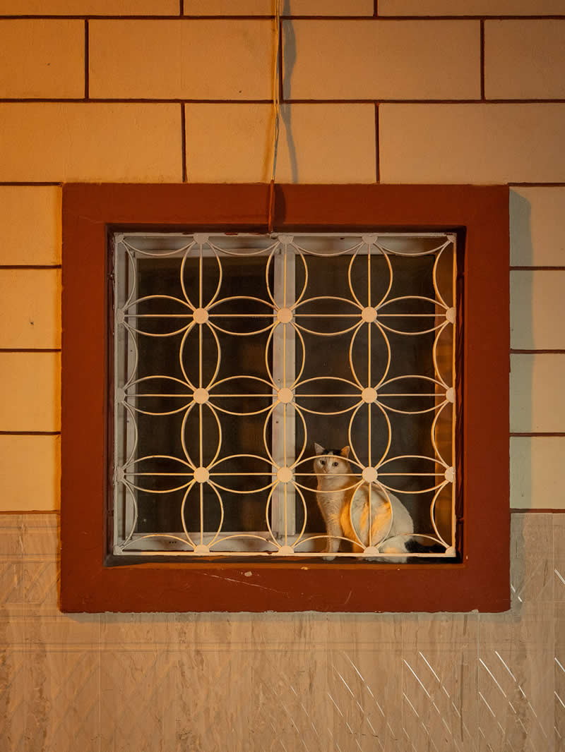 A white cat sits inside a window behind decorative metal bars, framed by warm-toned walls, quietly observing the outside world from within a softly lit interior.