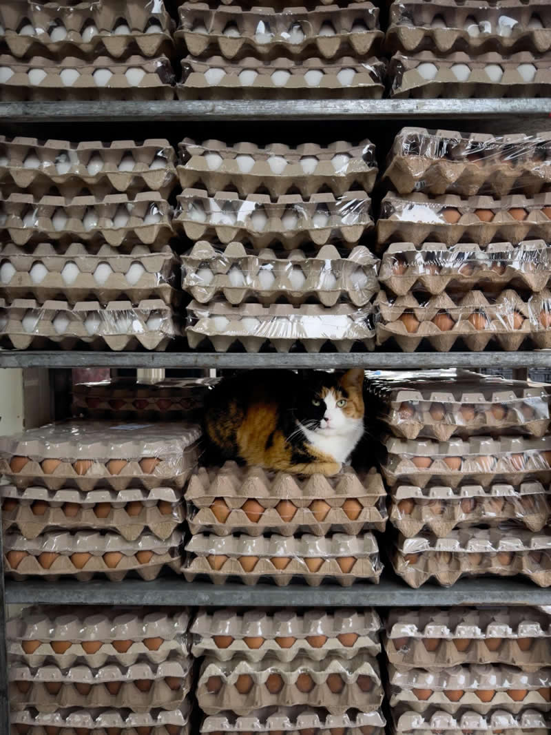 A calico cat sits tucked inside a shelf filled with stacked egg cartons in a market setting, blending into the repetitive pattern of trays while quietly observing its surroundings.