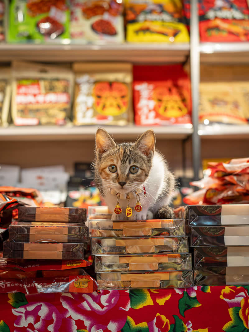 A small tabby kitten wearing a decorative collar with red charms sits on stacked packaged goods inside a vibrant shop, surrounded by colorful products and shelves in the background.