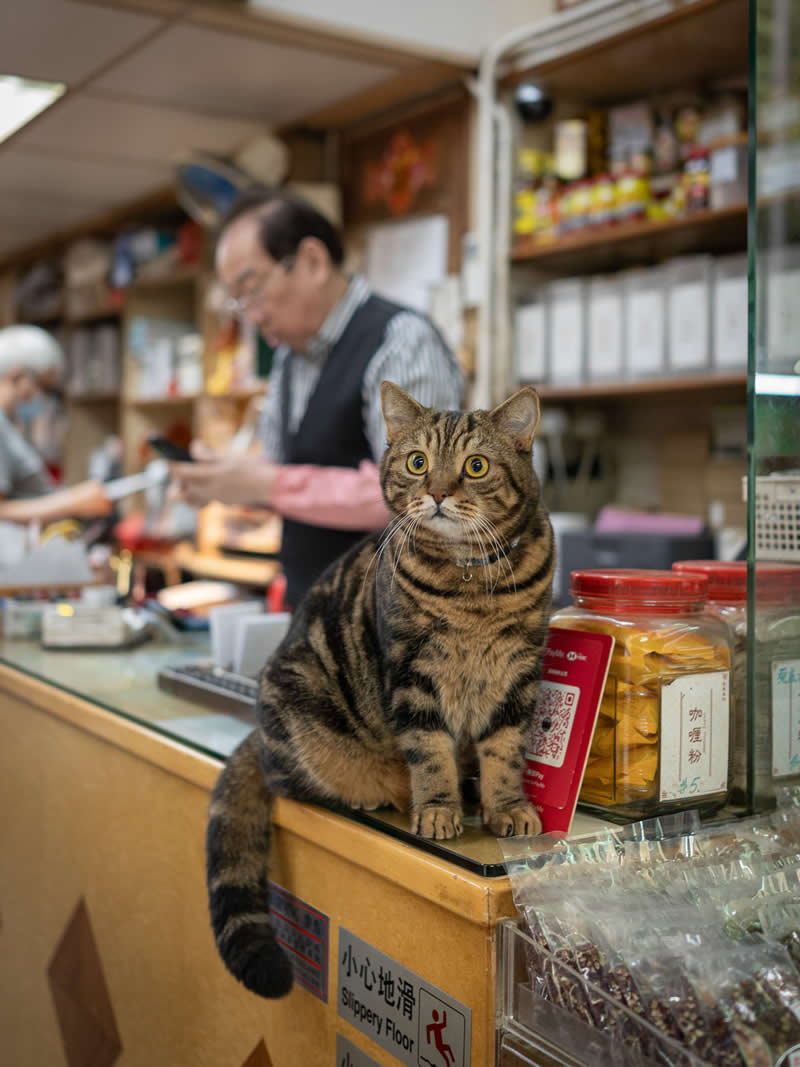 A wide-eyed tabby cat sits alert on a shop counter beside jars of goods, while a shopkeeper works in the background, creating a lively and authentic indoor market scene.