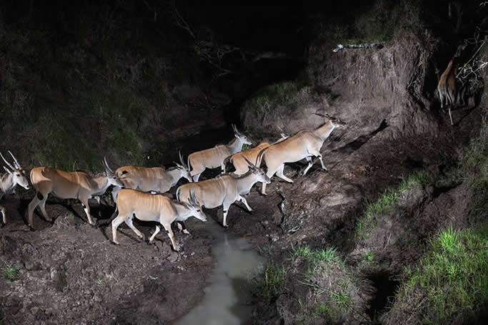 Will Burrard-Lucas Reveals the Secret Nightlife of the Maasai Mara