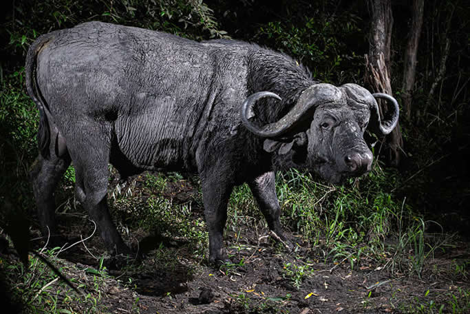 Will Burrard-Lucas Reveals the Secret Nightlife of the Maasai Mara