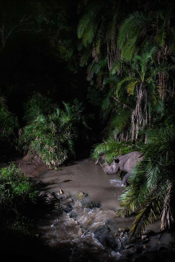 Will Burrard-Lucas Reveals the Secret Nightlife of the Maasai Mara