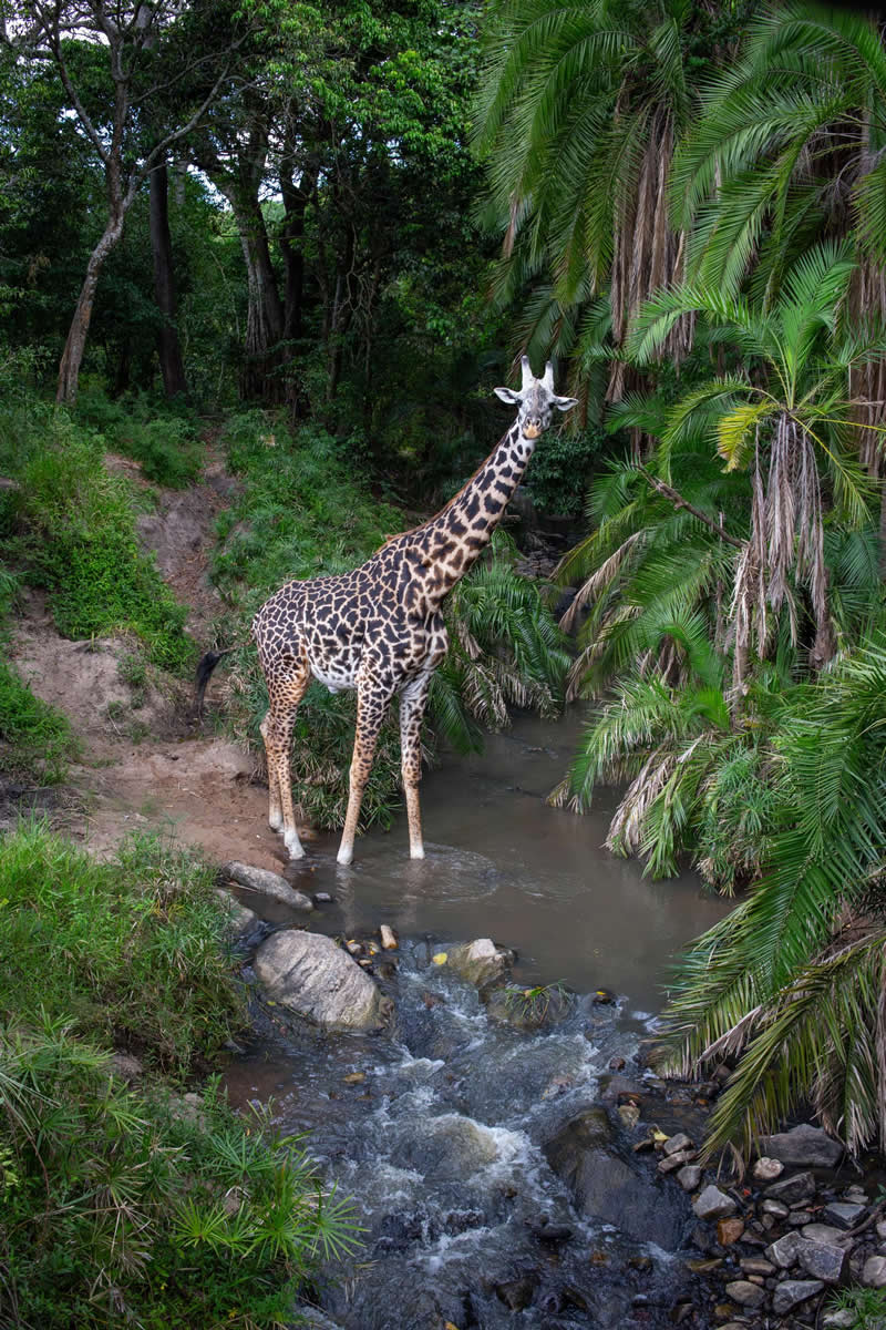 Wildlife & Nature 1st Place: "Crossing Point" by Will Burrard-Lucas - Sony World Photography Awards 2026 Winners