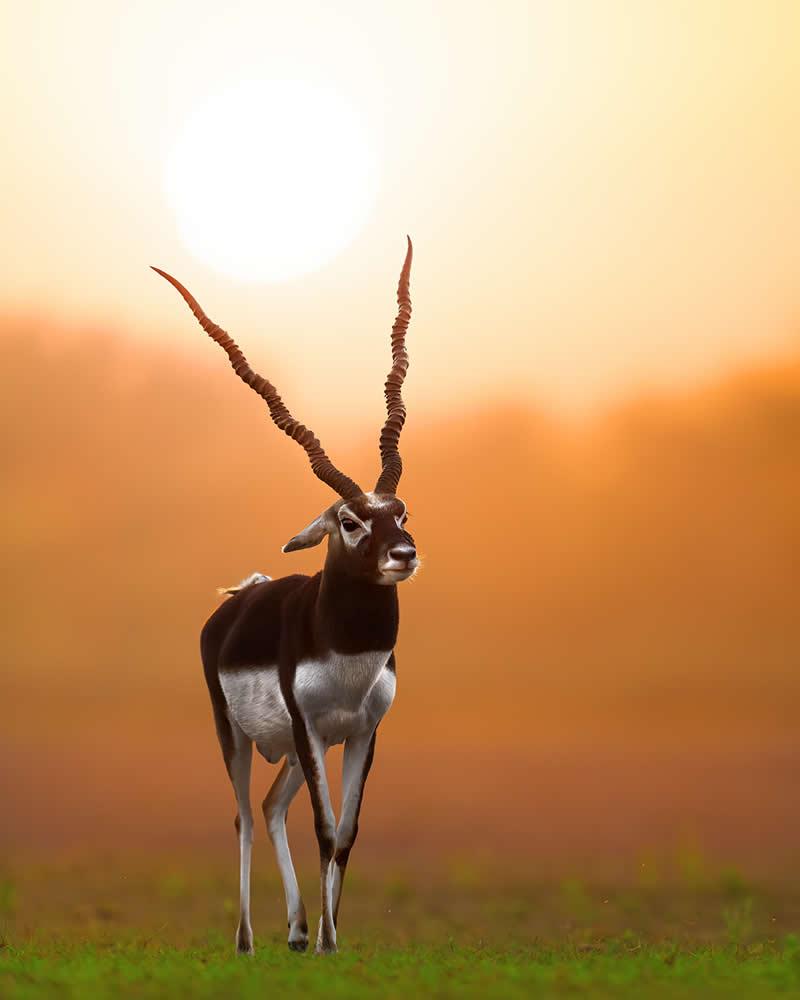 Male blackbuck - National Geographic Wildlife Photography