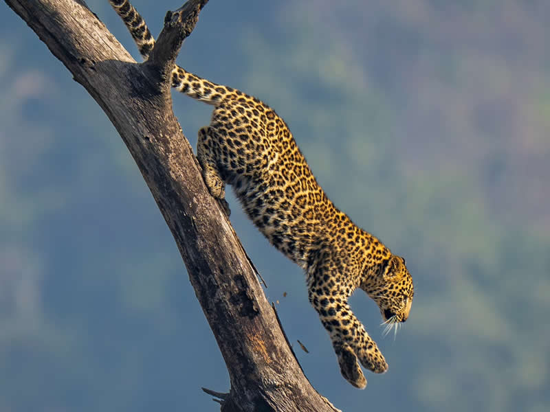 Leopard - National Geographic Wildlife Photography