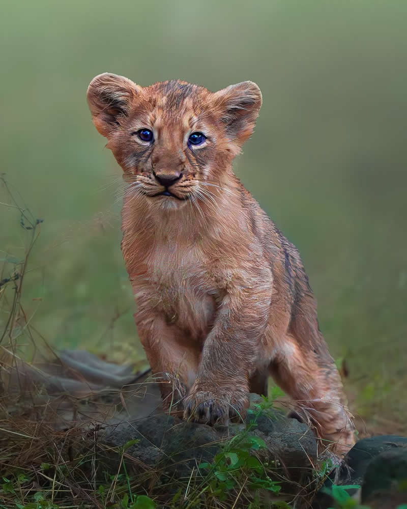 Lion Cub - National Geographic Wildlife Photography