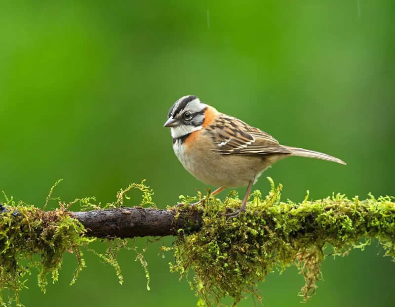 Rufous-collared Sparrow - National Geographic Wildlife Photography