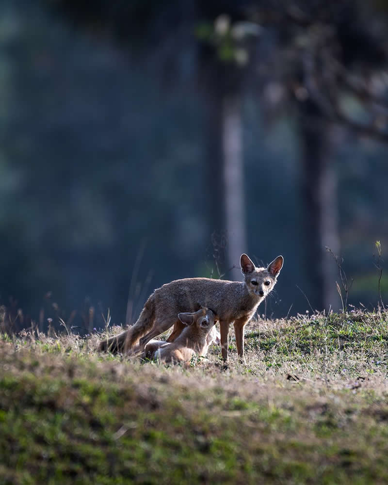 The Bengal Fox - National Geographic Wildlife Photography