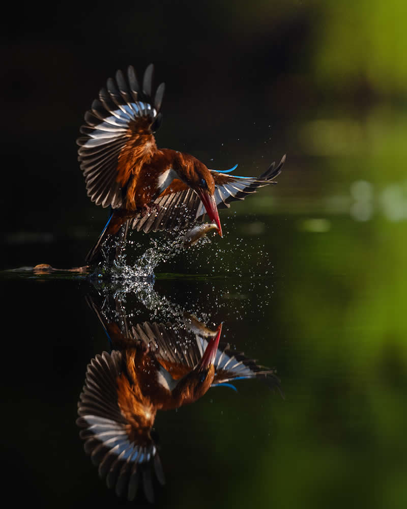 White-Throated Kingfisher - National Geographic Wildlife Photography