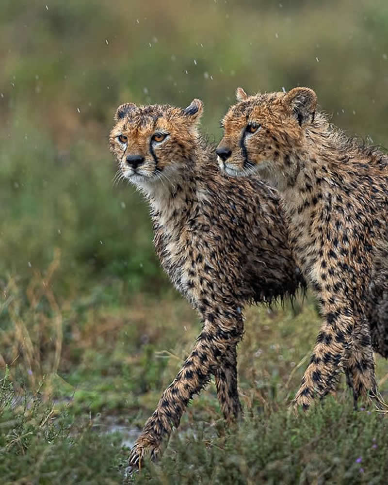 Two Cheetahs - National Geographic Wildlife Photography