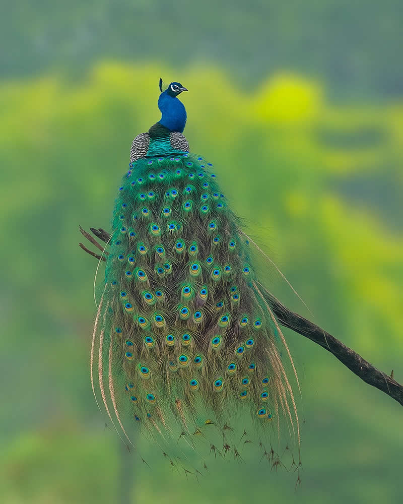 Peacock - National Geographic Wildlife Photography