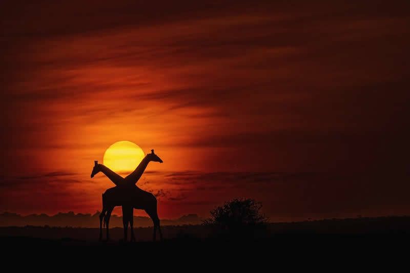 Giraffes - National Geographic Wildlife Photography