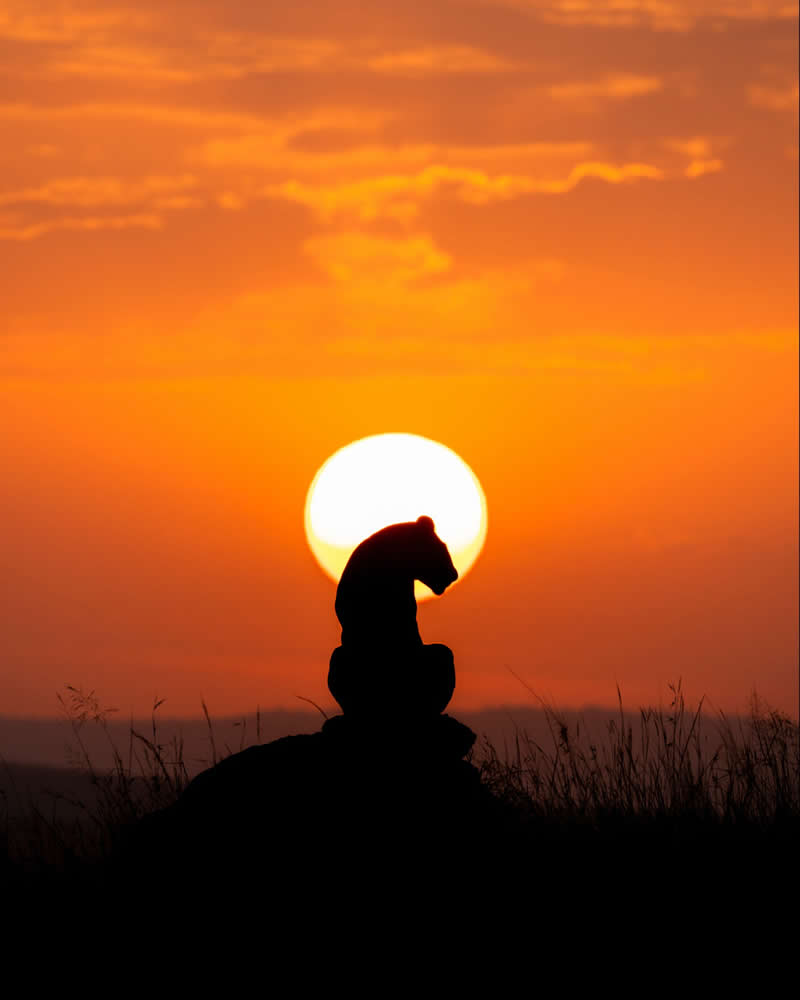 Majestic Animal Kingdom - National Geographic Wildlife Photography