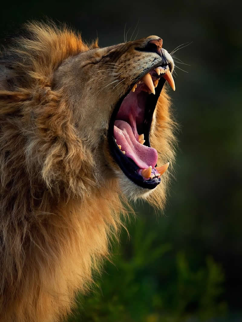 Male lions guard their pride’s turf by roaring - National Geographic Wildlife Photography