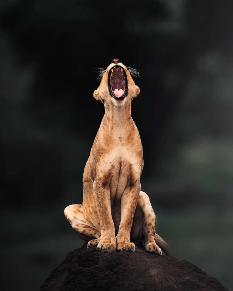 I said breakfast, not paparazzi! - National Geographic Wildlife Photography
