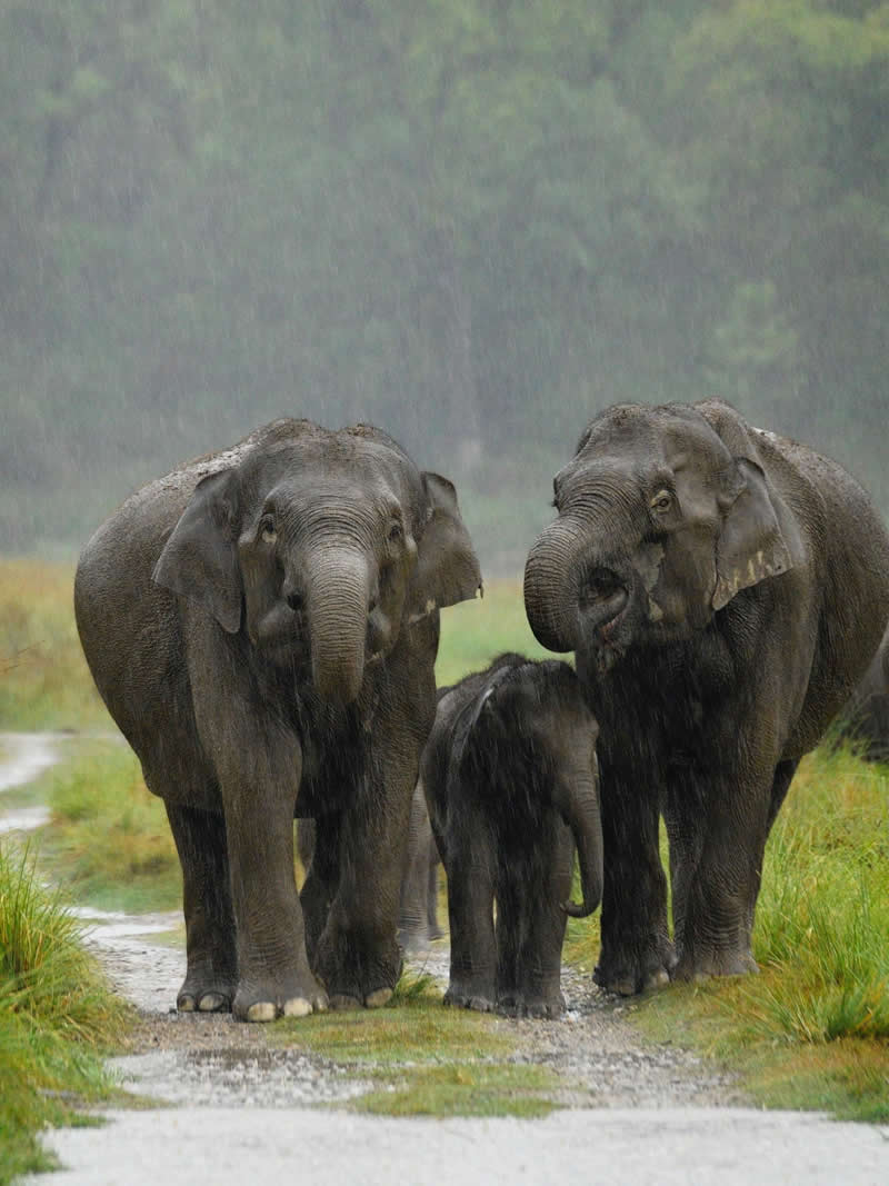 The Majestic Elephant Matriarch - National Geographic Wildlife Photography