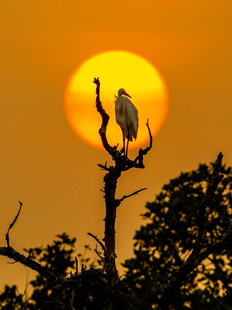 Heron, Framed by the sun - National Geographic Wildlife Photography