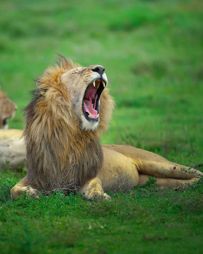 A male lion lying on green grass with its mouth wide open in a yawn, showing teeth and mane in sharp detail against a blurred background.