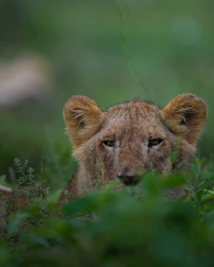 A lion cub partially hidden in green vegetation, with only its eyes and face visible through the leaves, creating a soft and intimate wildlife scene.