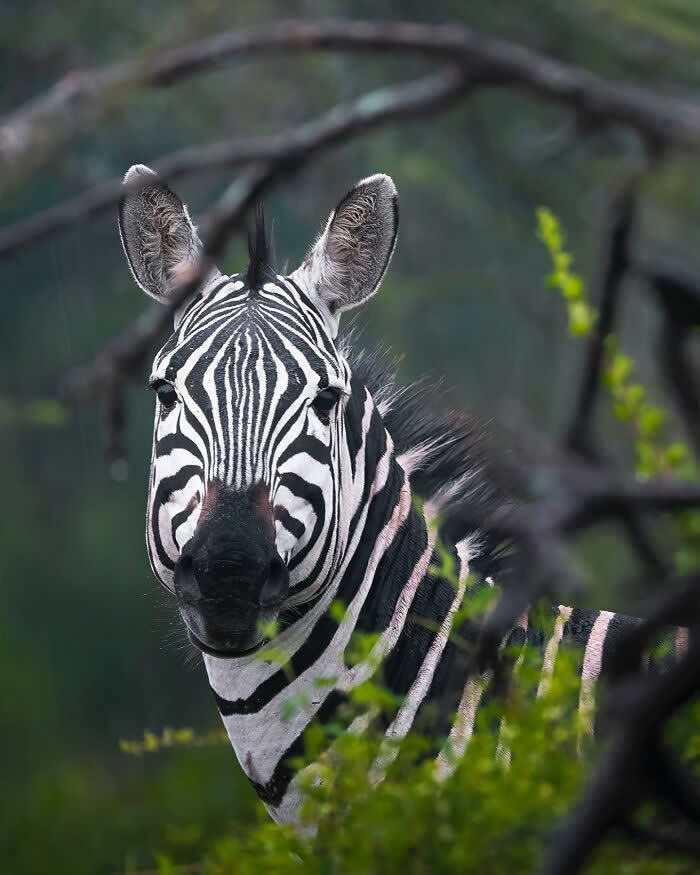 A zebra partially framed by green foliage, its black and white stripes in sharp focus against a soft, blurred natural background.