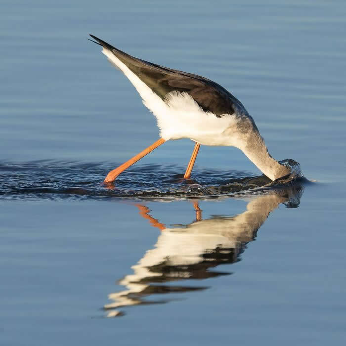A wading bird with its head submerged in calm water, creating a clear reflection, captured in a minimal and serene composition.