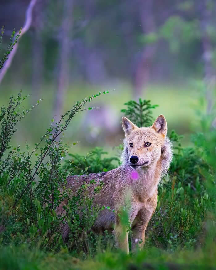 A wild canine standing in green vegetation, looking alert with soft blurred forest background, captured in natural light with a calm and detailed composition.