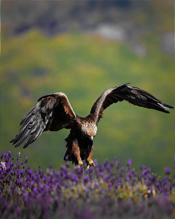 A bird of prey descending with wings spread wide over a field of purple flowers, captured in sharp detail against a softly blurred background.