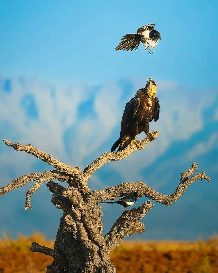 A large bird of prey perched on a dry tree branch looks upward as smaller birds fly above and below, set against a soft blue sky and distant blurred landscape.